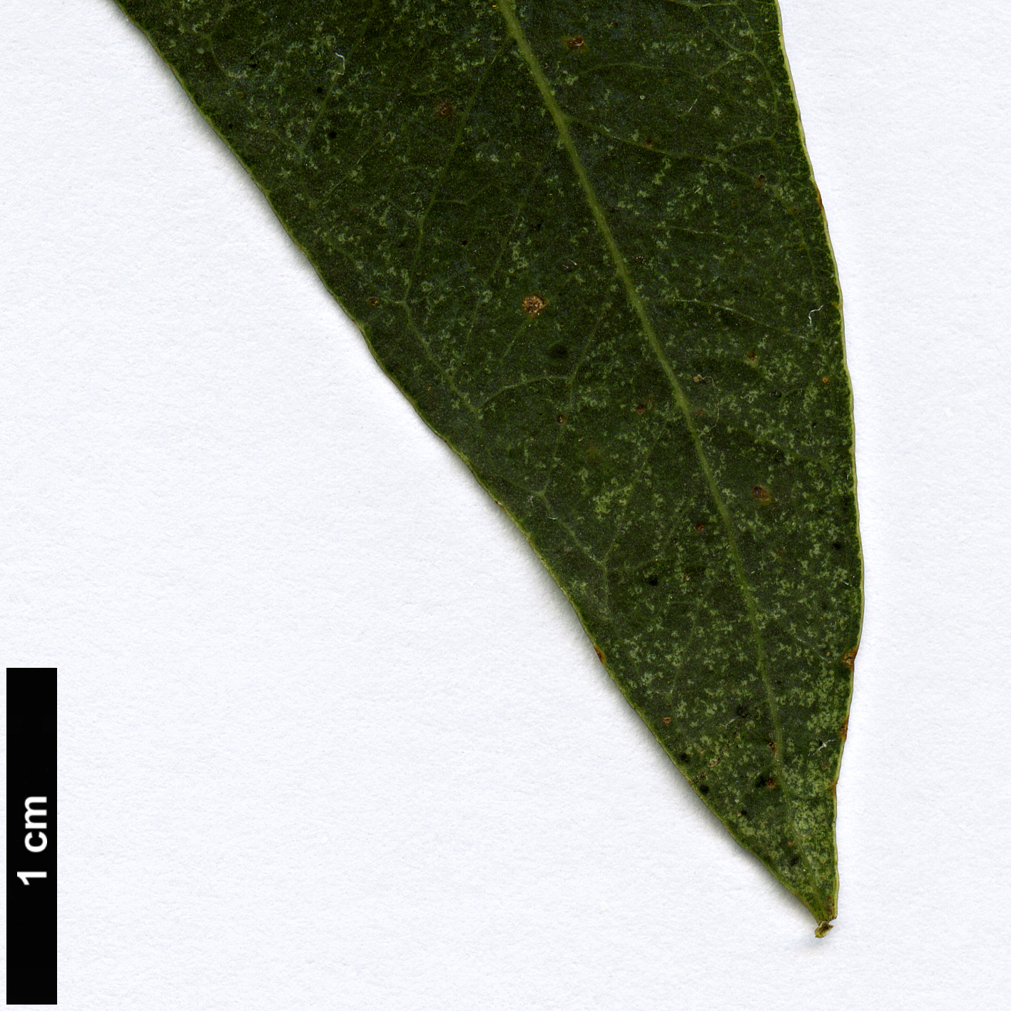 High resolution image: Family: Myrtaceae - Genus: Eucalyptus - Taxon: camaldulensis High resolution image: Family: Myrtaceae - Genus: Eucalyptus - Taxon: camaldulensis